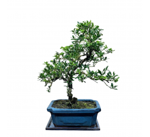 Bonsai - Stechpalme 12 Jahre