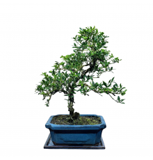 Bonsai - Stechpalme 12 Jahre