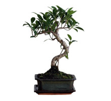 Bonsai - Stechpalme 12 Jahre