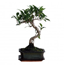 Bonsai - Stechpalme 12 Jahre