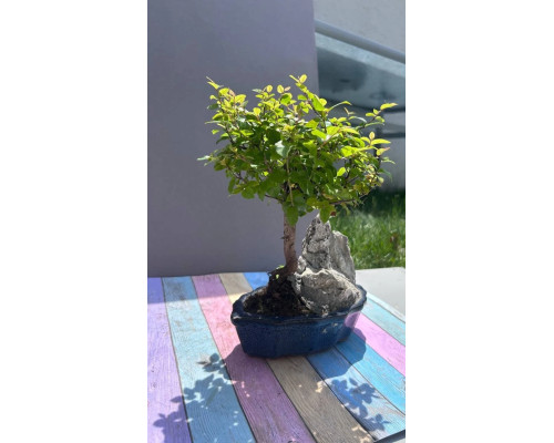 Sageretia Bonsai mit Stein – 5 Jahre, 25 cm, immergrün, Indoor