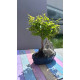 Sageretia Bonsai mit Stein – 5 Jahre, 25 cm, immergrün, Indoor