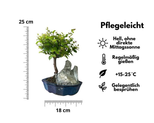 Sageretia Bonsai mit Stein – 5 Jahre, 25 cm, immergrün, Indoor