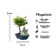 Sageretia Bonsai mit Stein – 5 Jahre, 25 cm, immergrün, Indoor
