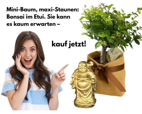 Sageretia Bonsai mit Stein – 5 Jahre, 25 cm, immergrün, Indoor