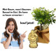 Sageretia Bonsai mit Stein – 5 Jahre, 25 cm, immergrün, Indoor