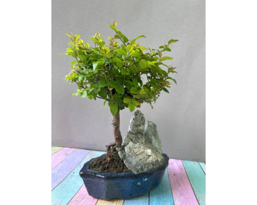Sageretia Bonsai mit Stein – 5 Jahre, 25 cm, immergrün, Indoor