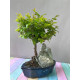 Sageretia Bonsai mit Stein – 5 Jahre, 25 cm, immergrün, Indoor
