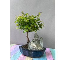 Sageretia theezans, 5 Jahre, 25 cm