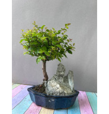 Sageretia theezans, 5 Jahre, 25 cm