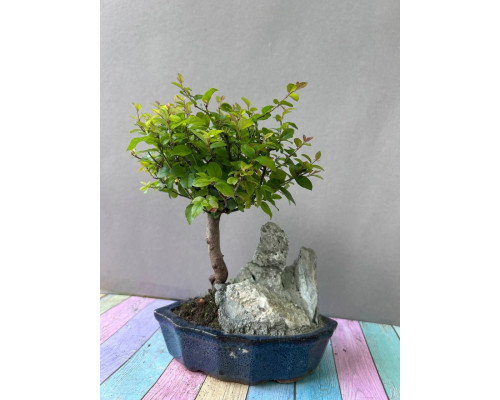 Sageretia Bonsai mit Stein – 5 Jahre, 25 cm, immergrün, Indoor Sageretia Bonsai mit Stein – 5 Jahre, 25 cm, immergrün, Indoor