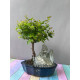 Sageretia Bonsai mit Stein – 5 Jahre, 25 cm, immergrün, Indoor